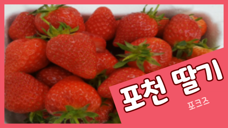 [포천 청년PD가 떴다!] 맛있는 포천 딸기!!!!