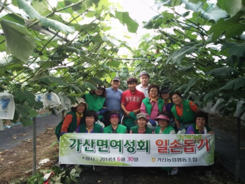 포천시 가산면새마을부녀회, 가산꿀포도 봉지 씌우기 일손 도와