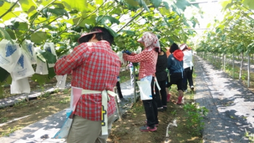 가산면 새마을부녀회, 포도농가 방문 자원봉사활동