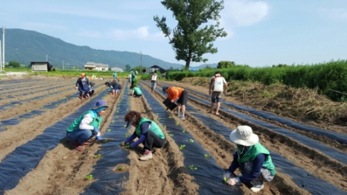 가산면 남여새마을지도자, 김장배추 식재로 이웃사랑 실천