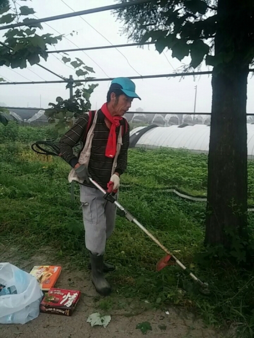 가산면 주민자치위원회, 포도나무 가로수길 정비 실시