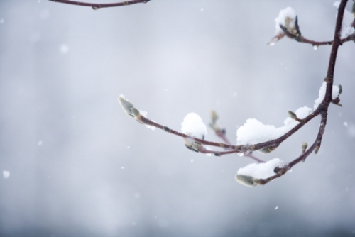 ‘눈(雪)’을 떠올렸을 때 연상되는 것은?