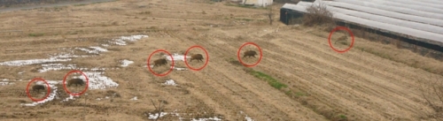 포천시 , 도심출현 멧돼지 기동포획단 운영