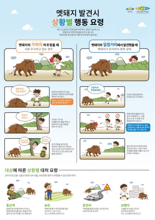 도심출현 멧돼지 포획단 신속한 대처