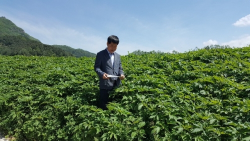 단풍잎 돼지풀 제거 작업