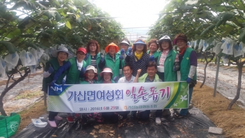 가산면 새마을부녀회 ‘가산꿀포도’ 봉지씌우기 일손돕기