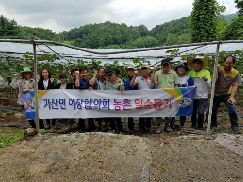 가산면이장협의회 가산꿀포도 봉지씌우기 일손돕기 참여