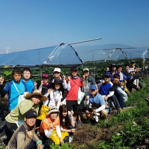 포천시 공무원, ‘포천꿀포도’ 봉지 씌우기 봉사활동 펼쳐
