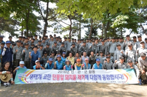 삼복더위에도 민관군 합동 생태교란식물 퇴치에 안간힘