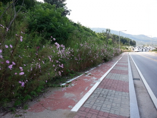 가을을 알려주는 정겨운 꽃 코스모스를 만난다