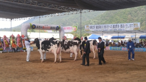 제10회 포천시 홀스타인품 품평회 성황리에 마쳐