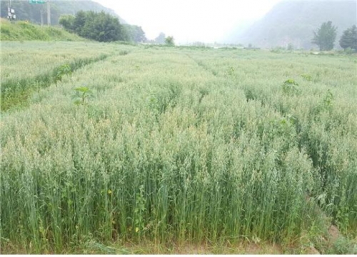 포천시, 축산농가 소득증대를 위한 조사료 생산기반 확충사업 홍보