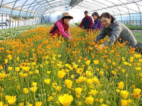 포천시농업기술센터, 청사 화단 조성용 봄꽃 분양