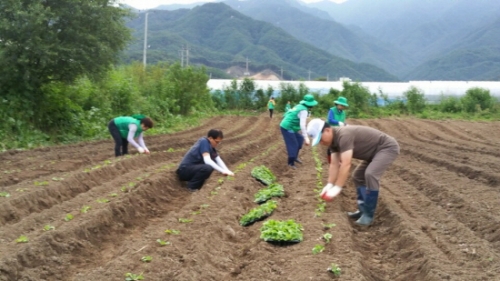 이동면 남ㆍ여 새마을지도자, “사랑의 배추심기” 실시