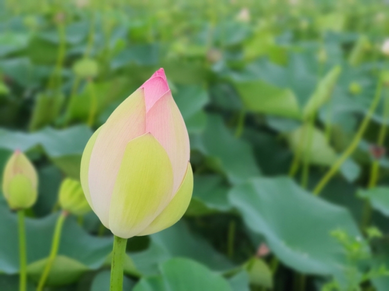 어서 와~울미연꽃마을은 처음이지?