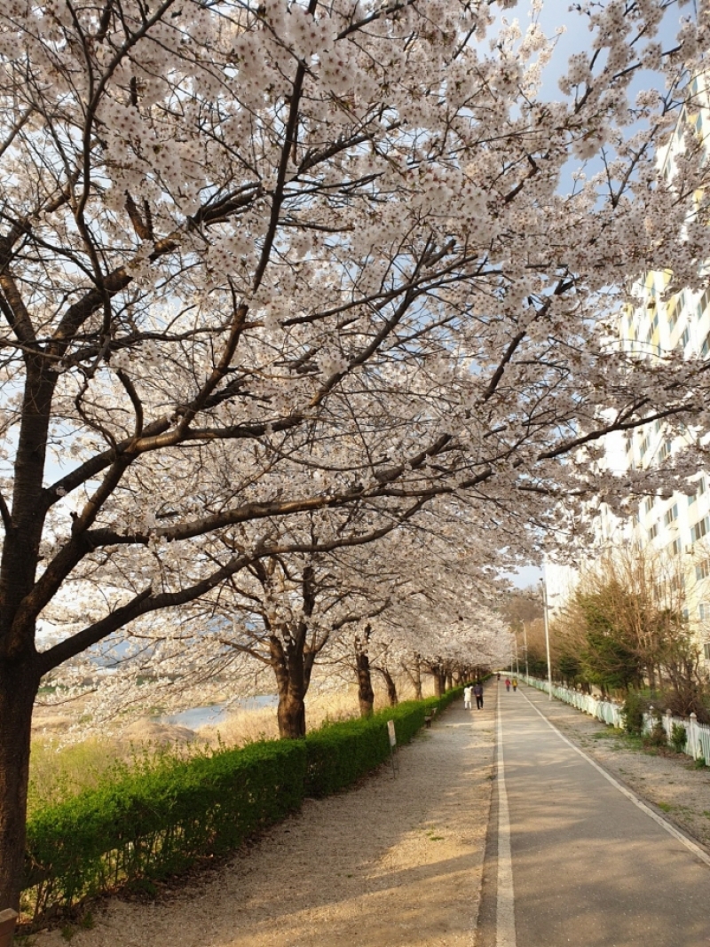 여기는 포천~ 윤중로~ 벚꽃길