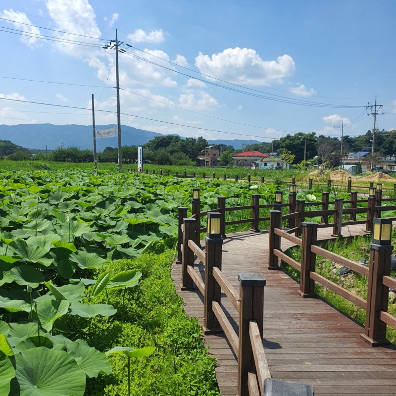 연꽃 필 무렵 연꽃을 만나다.