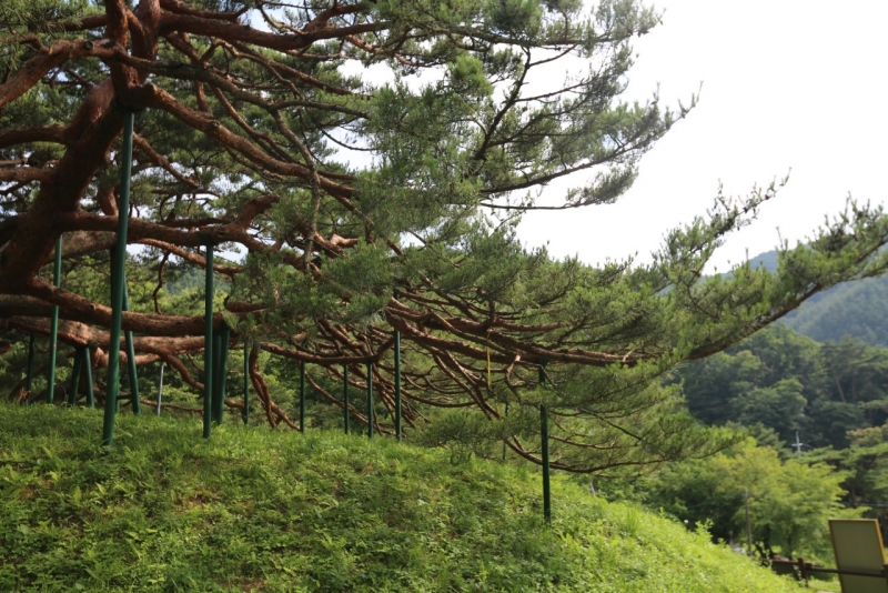 포천 천연기념물 ‘직두리 부부송’
