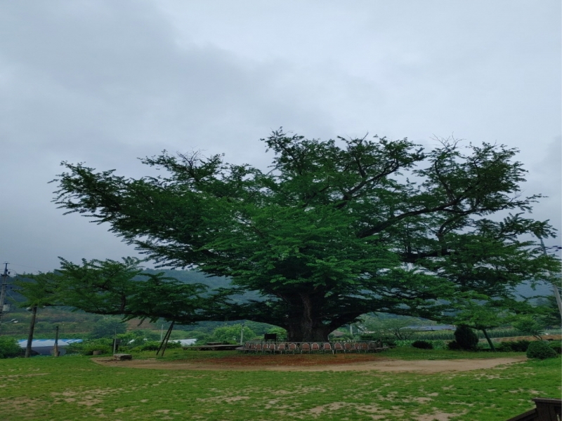 포천 지동산촌마을에 천년동안 마을을 지켜 본 은행나무가 있다. 