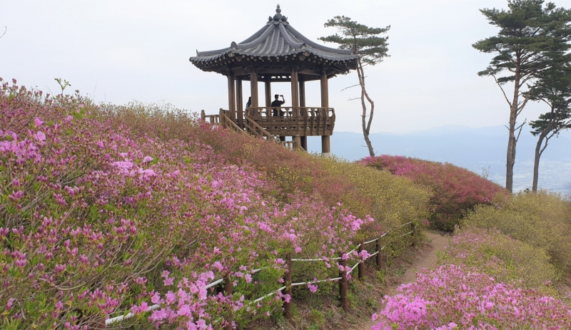 포천의 ＇찐＇ 철쭉 명소 ˝왕방산 팔각정”