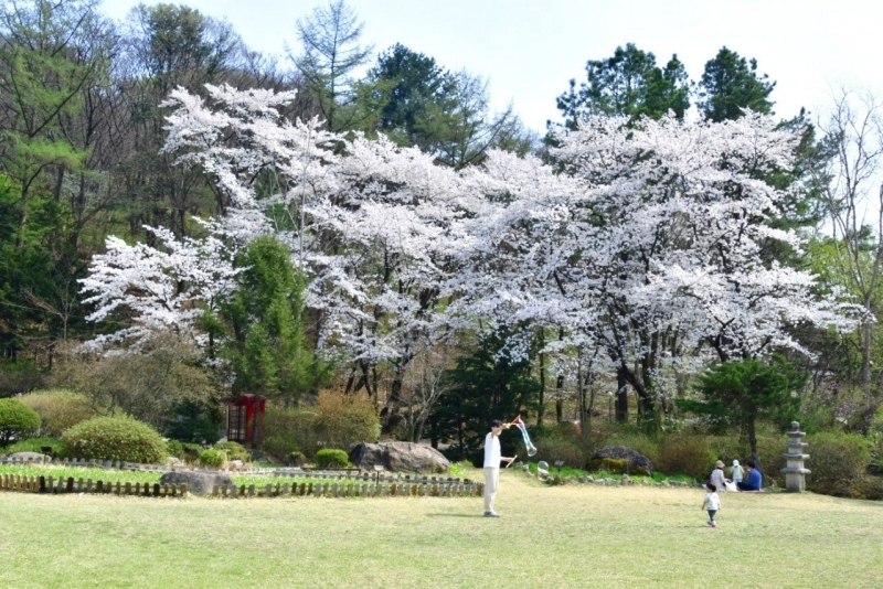 꽃눈 내리는 봄날 즐겨 본 서운동산의 하루