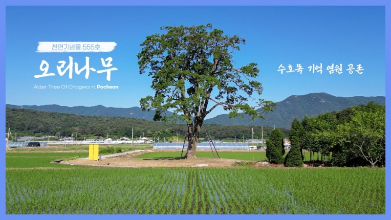 관인면 초과리를 지키는 천연기념물 555호 오리나무