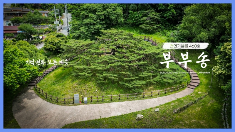 수령 약 300년의 처진 소나무 두 그루, 부부송