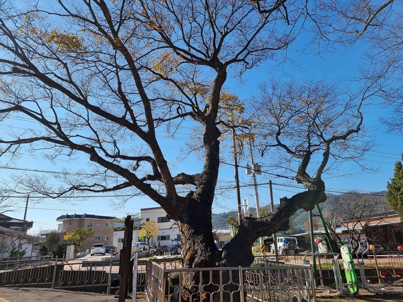 무봉리의 보호수와 3・1 만세운동 시위지