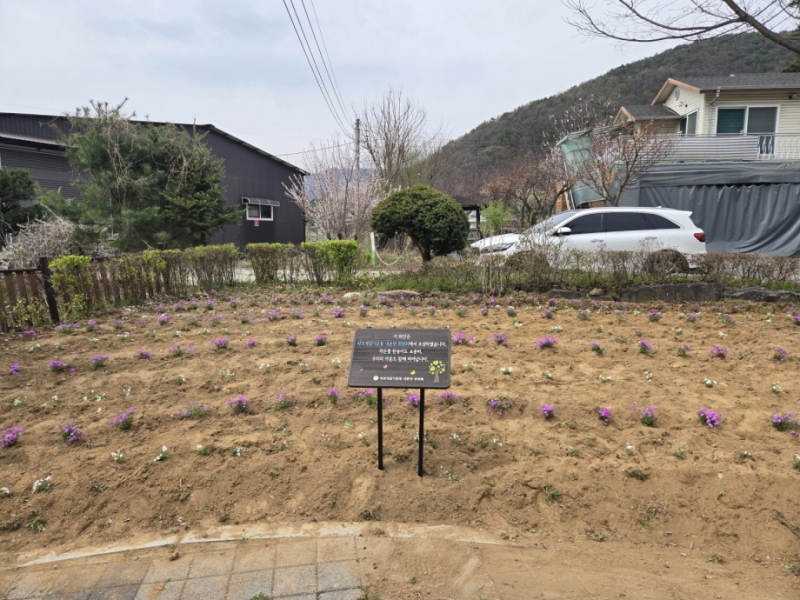 포천 내촌면, 봄맞이 꽃길 조성…공동체 손길로 ‘활짝’