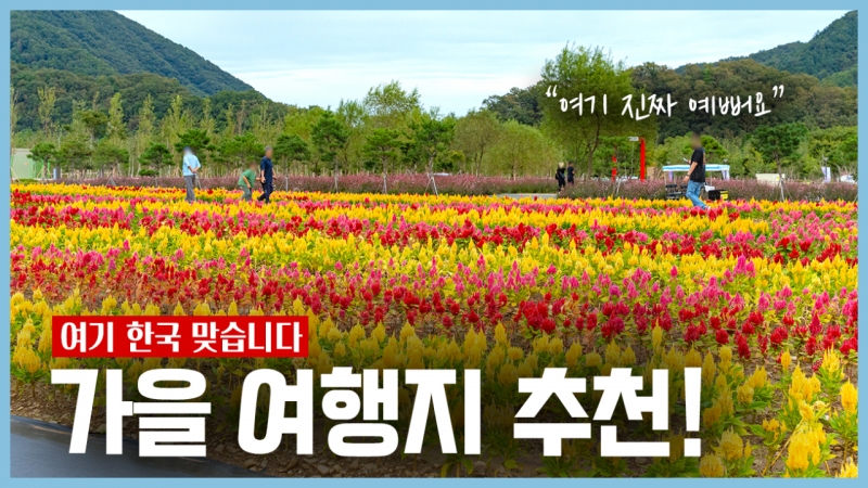 가을에 놓치지 말아야 할 꽃 여행지 추천!ㅣ2025 포천 한탄강 가든페스타