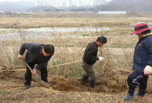 포천시 신북면주민자치위원회, 포천천변 일대 매실나무 심기  