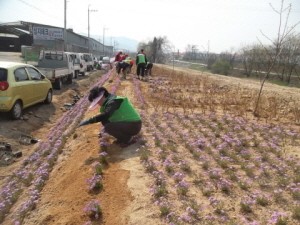가산면 우금천 하천제방 꽃길 조성