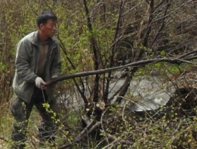 일동면 농업경영인회 영평천변 철쭉군락지 잡목제거