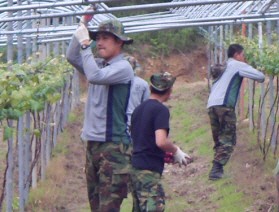 내촌면 민․관․군 “돌풍피해농가 긴급 복구 지원” 실시