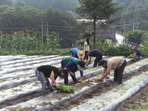 내촌면 주민자치위원회, 부녀회 위기가정을 위한 사랑의 배추심기 펼쳐 
