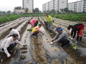 선단동 주민자치위원회 “사랑나눔 김장”배추모종심기 실시