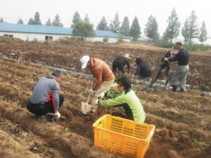 소흘읍 주민자치센터 고구마캐기 체험프로그램 운영